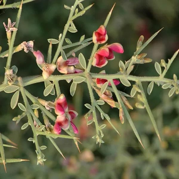 فواید عرق خارشتر