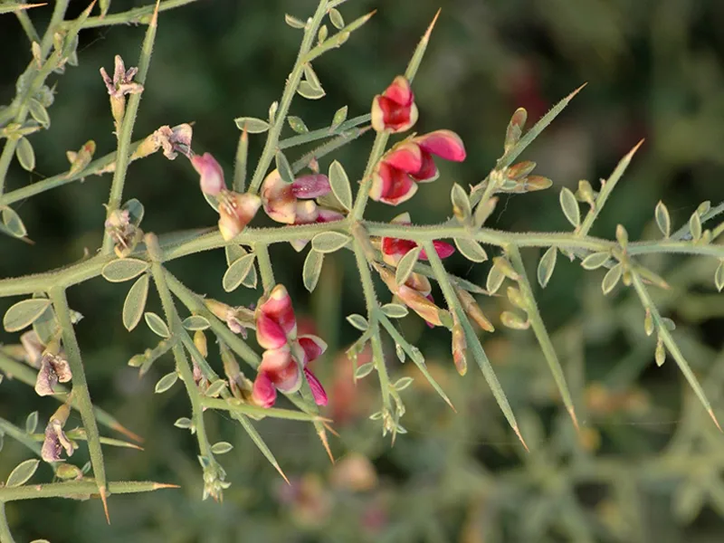 فواید عرق خارشتر