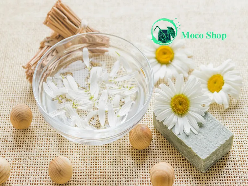 خواص عرق بابونه