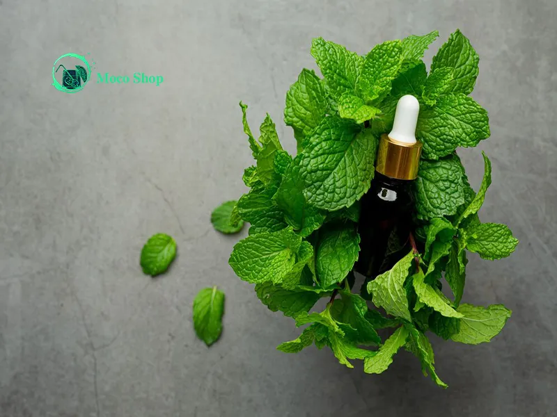 خواص عرق نعنا برای مردان