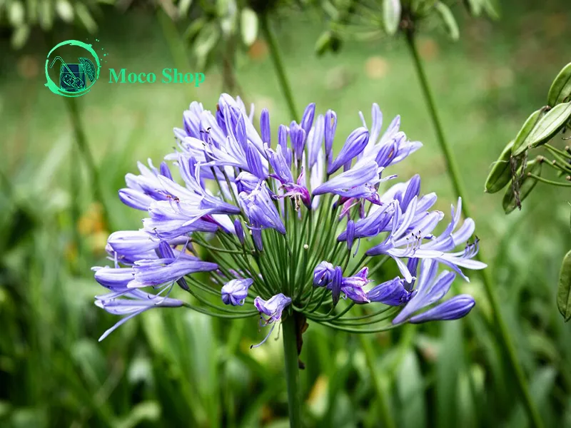 خواص عرق کاسنی برای پوست